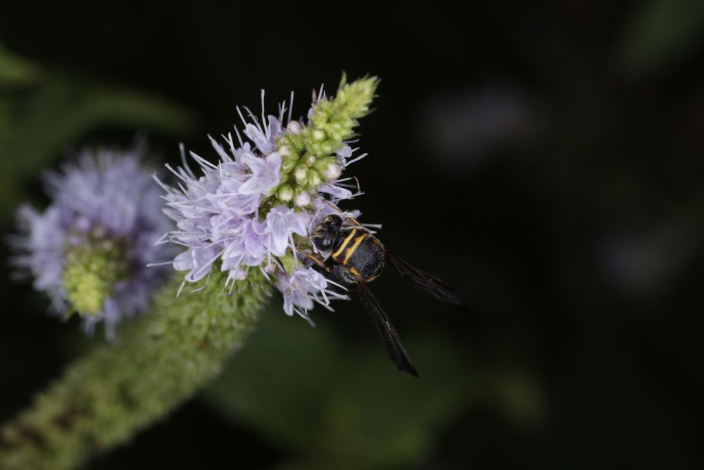 Leucospidae alieno? Forse s, Leucospis sp.